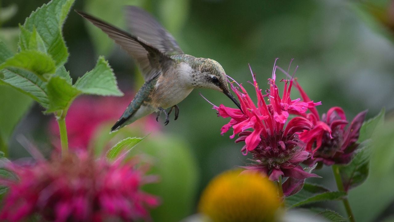 Bee balm (Monarda didyma) Hummingbird