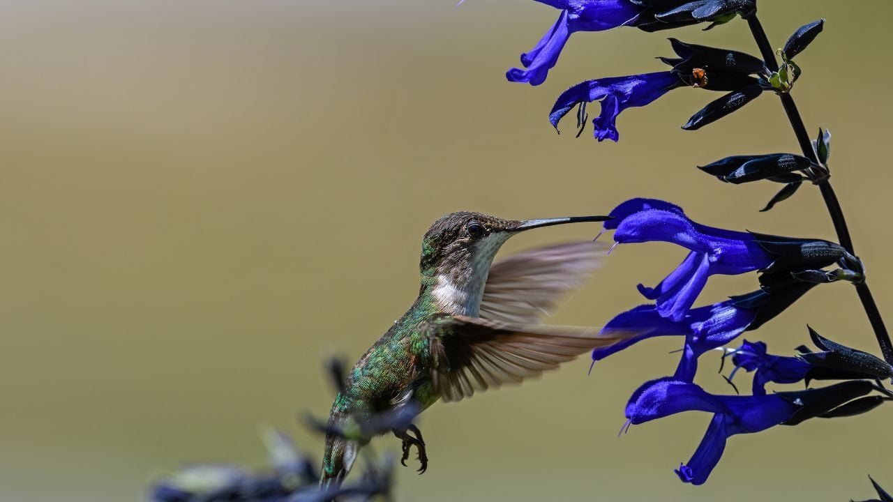 Salvia (Salvia spp.)