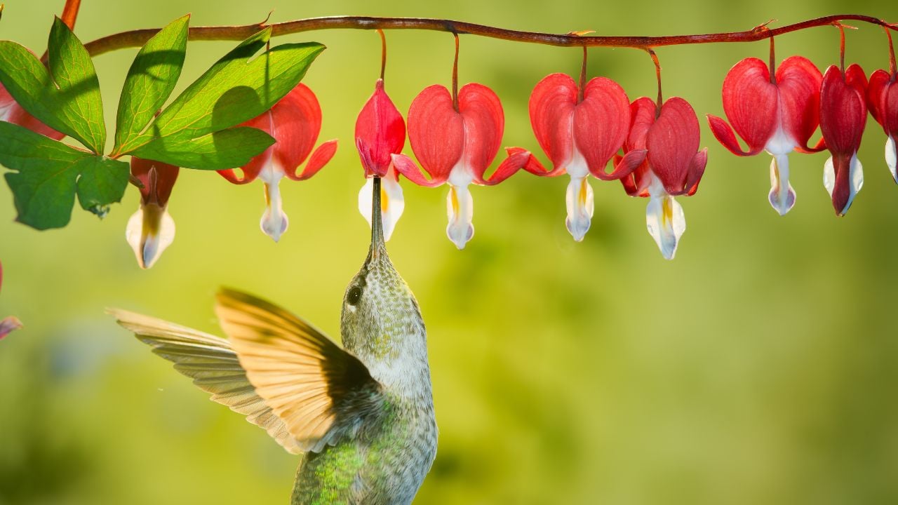 Bleeding heart (Lamprocapnos spectabilis) Hummingbird