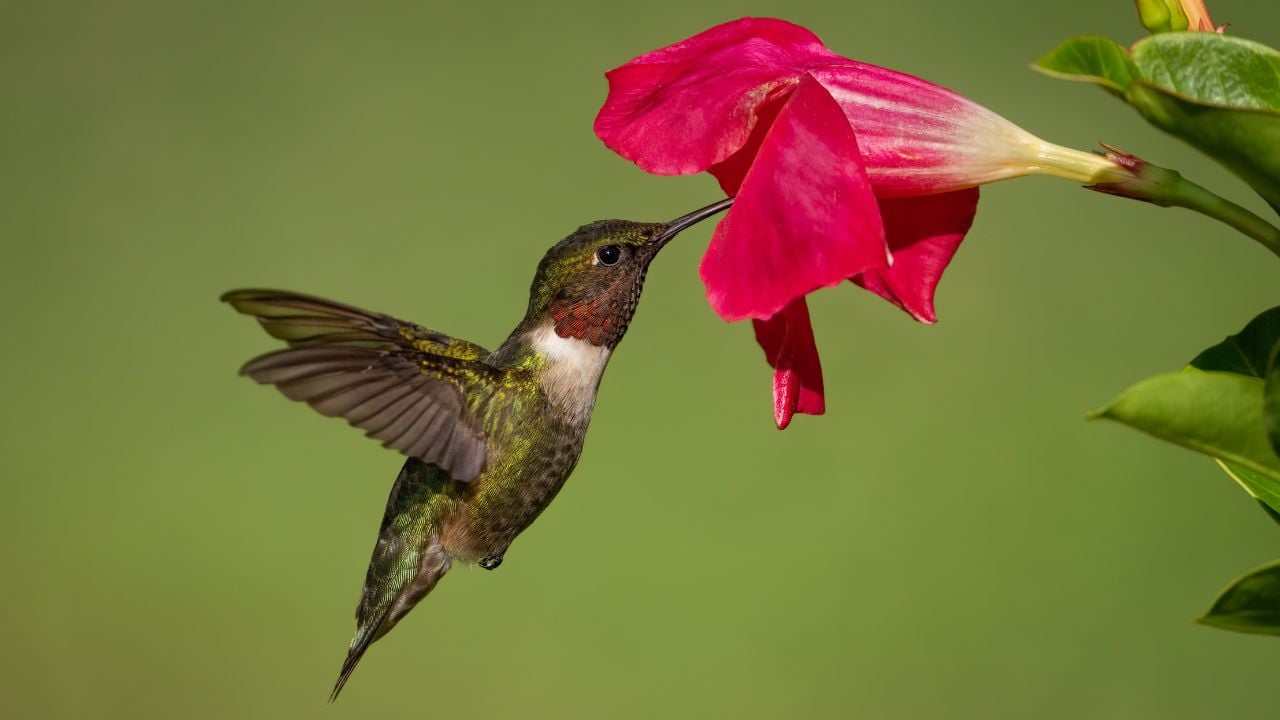 A ruby-throated hummingbird gathering nectar from petunias.