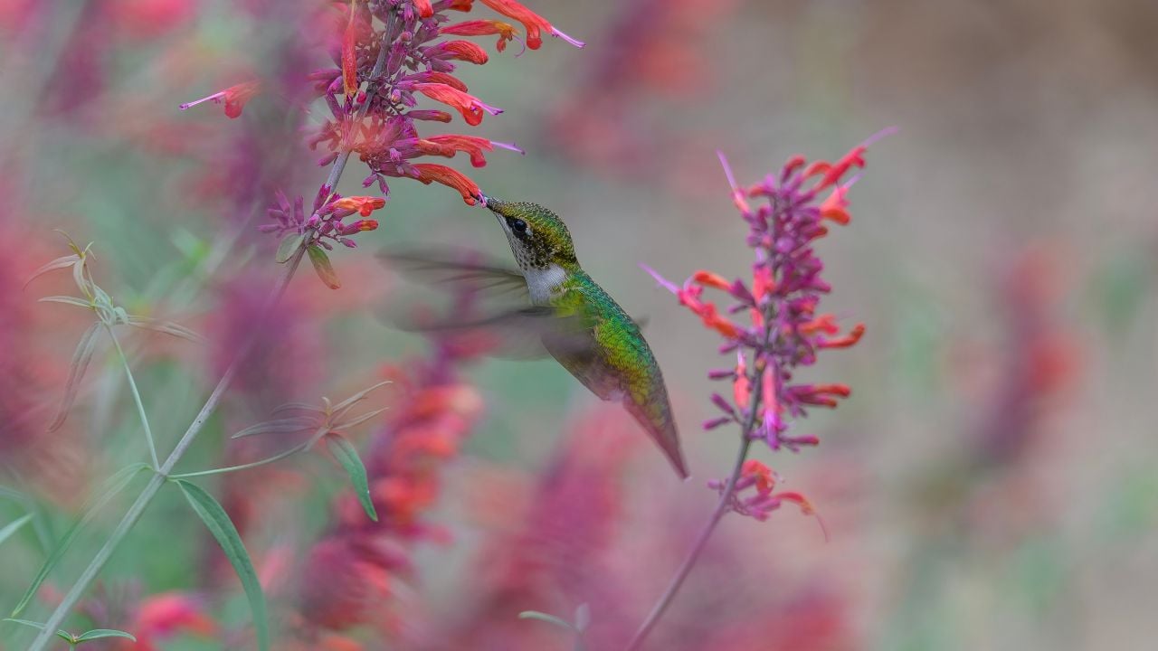 Hummingbird mint (Agastache, spp.)