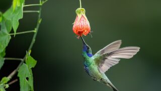 Sparkling Violetear Hummingbird in flight collecting nectar from a red and yellow flower against green background