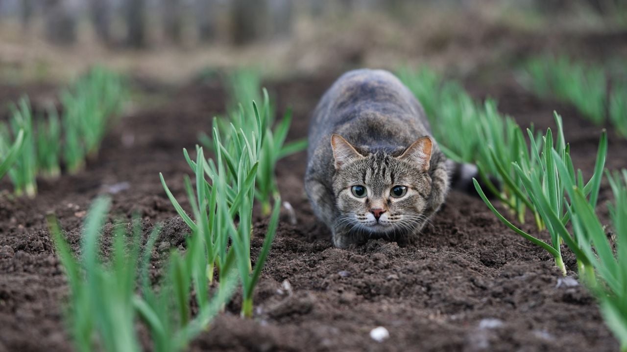 Tabby cat crouches low among young green shoots in a garden, its gaze fixed and alert, evoking a sense of curiosity and natural instinct. Pet cat is getting ready to jump in the garden, hunting mice.