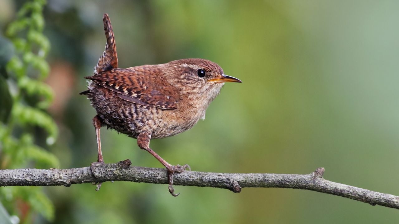Portrait of a cute and tiny eurasian wren (Troglodytes troglodytes) standing on a branch with natural green forest background. Small wild garden bird background image. Lugo, Spain.