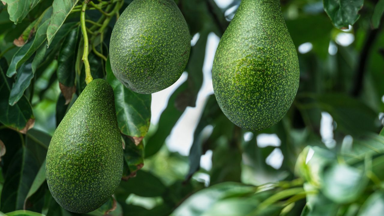 Avocado fruits on the tree close-up.