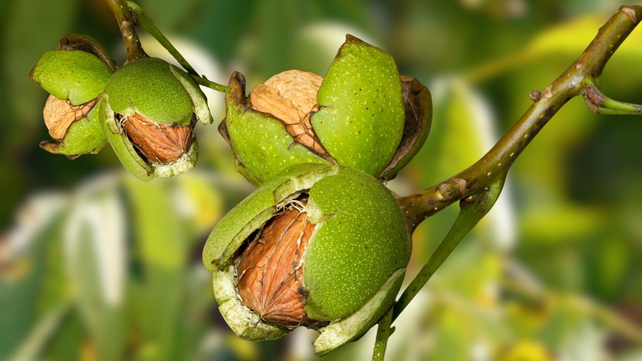 Ripe nuts of a Walnut tree