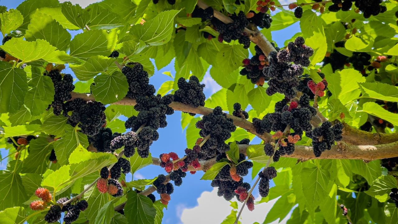Mulberry tree with ripe morus fruit outdoor. Many black mulberry fruits on tree branches. Black morus berries in garden. Superberry Black Mulberry Tree.