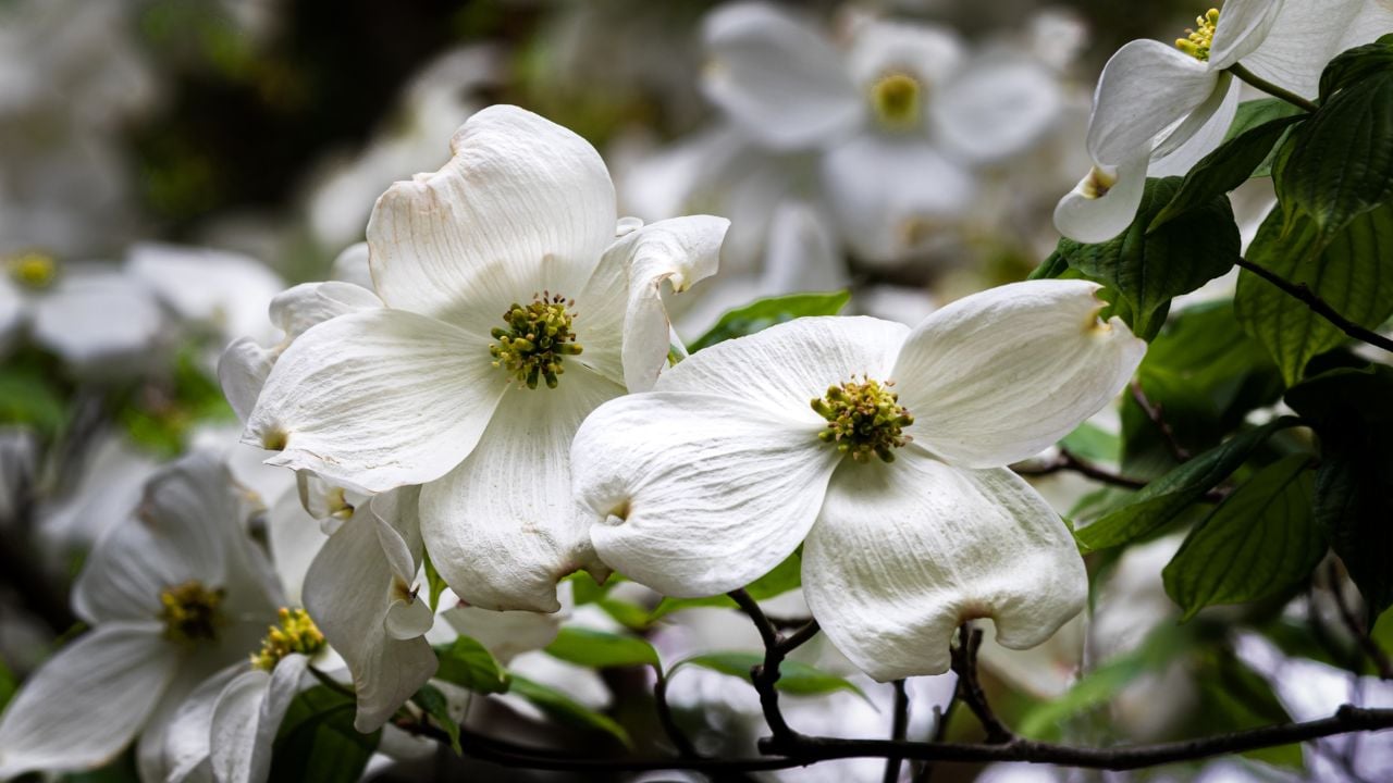 Flowering dogwood (Cornus florida)