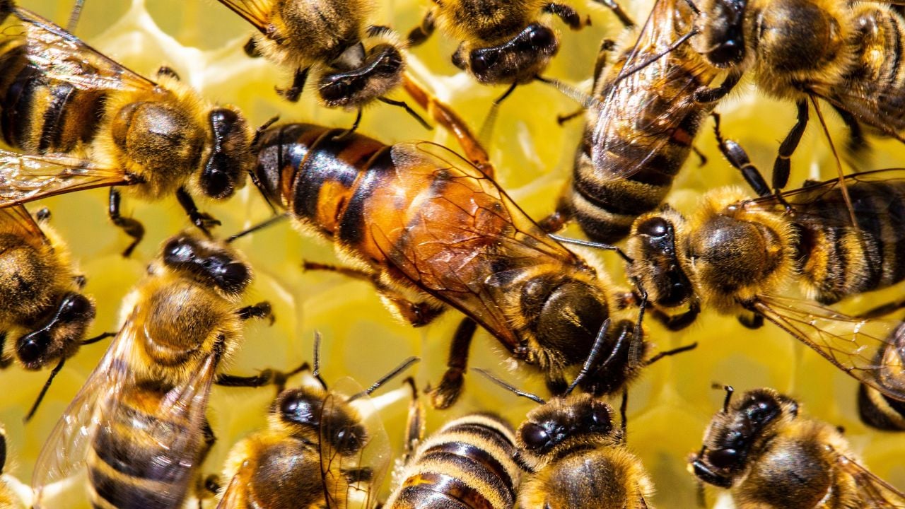 Queen bee and bee. Queen Bee is always surrounded by working bees &acirc;&euro;&ldquo; her servant.