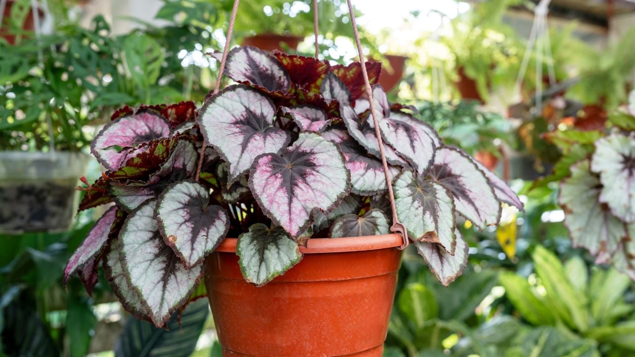 Painted-leaf begonia (Begonia rex)