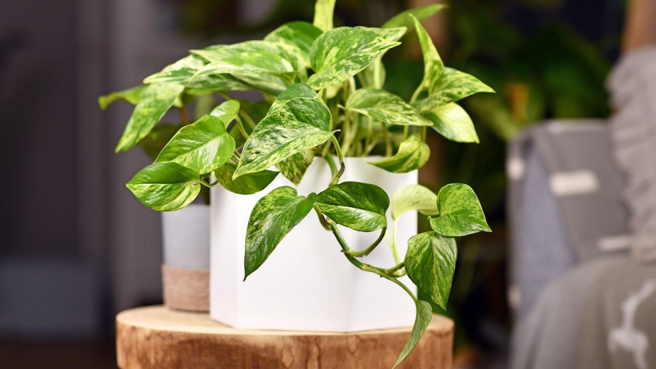 Pothos (Epipremnum aureum)