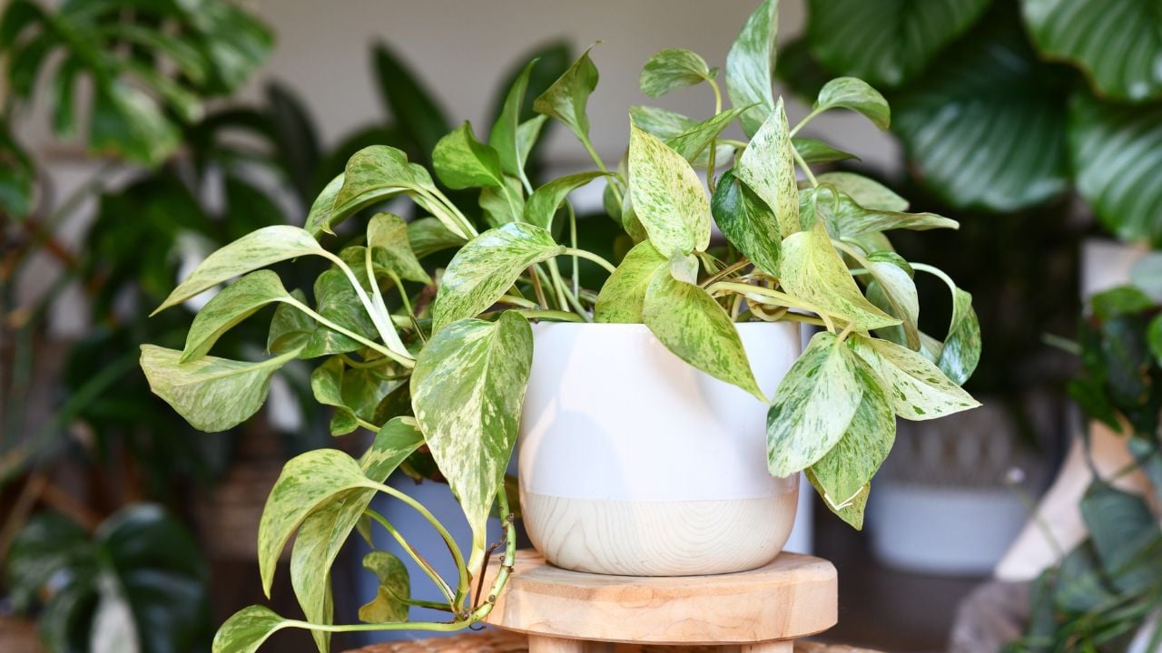 Pothos (Epipremnum aureum)