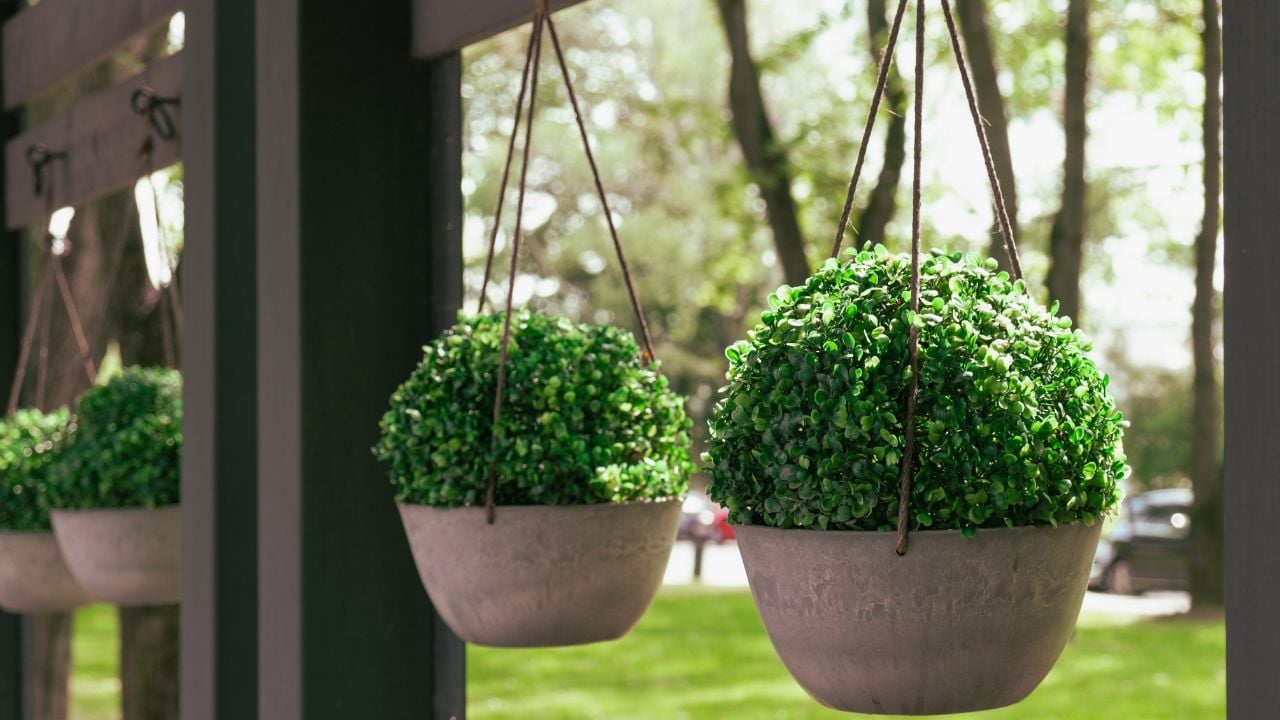 Green live plants in round pots are suspended on the veranda of the summer cafe as an interior decoration. Details of the design of public places. The use of plants for the decoration of the room. 