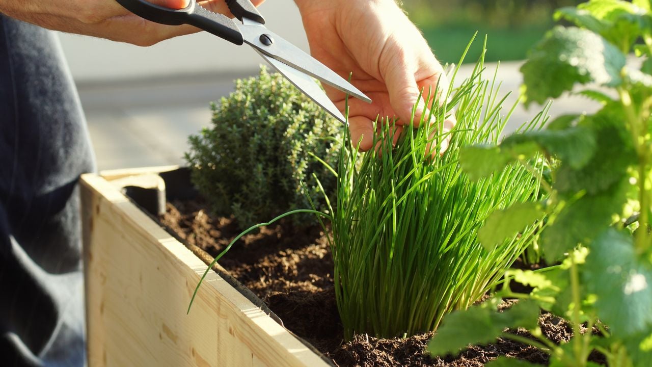picking fresh herbs grown on a raised bed on a balcony , chives
