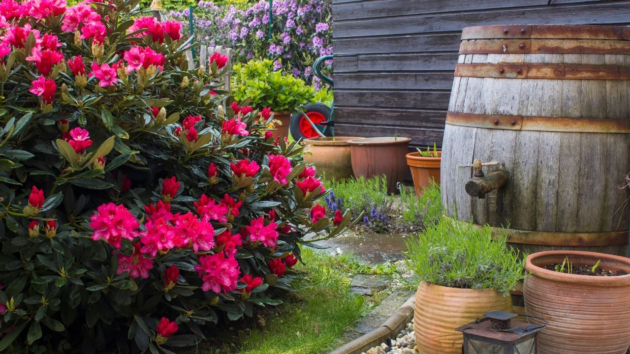 Rustic garden - blooming pink rhododendron flowers