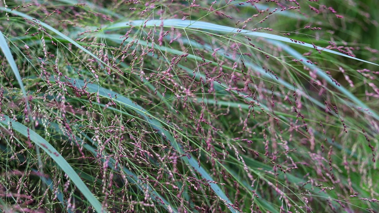 Panicum virgatum. Ornamental grass in the garden.