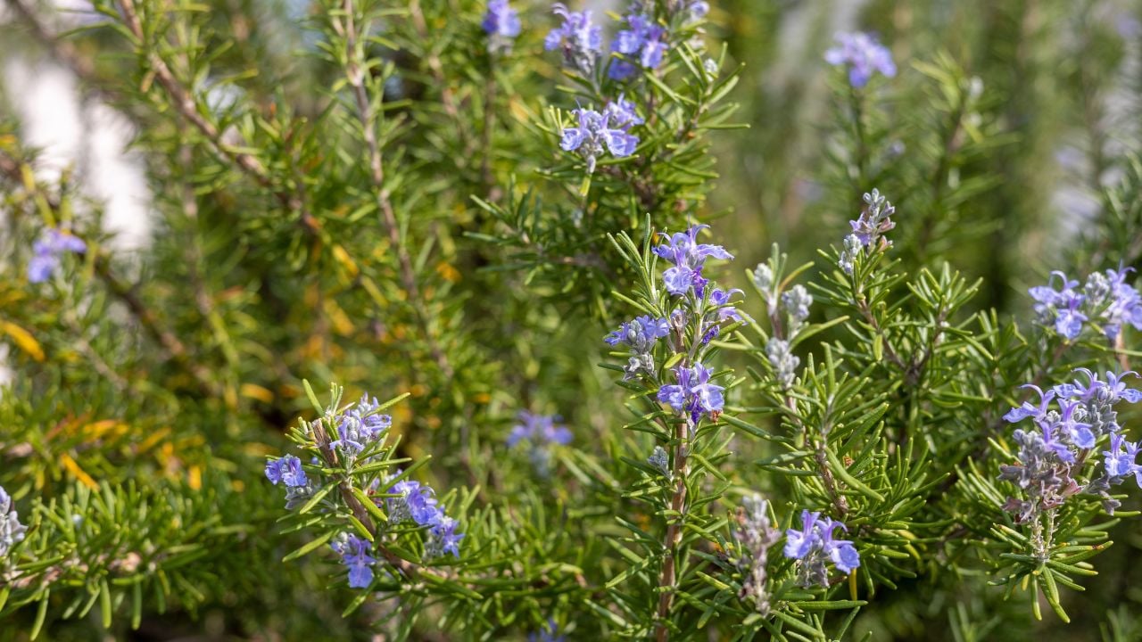 Rosemary
