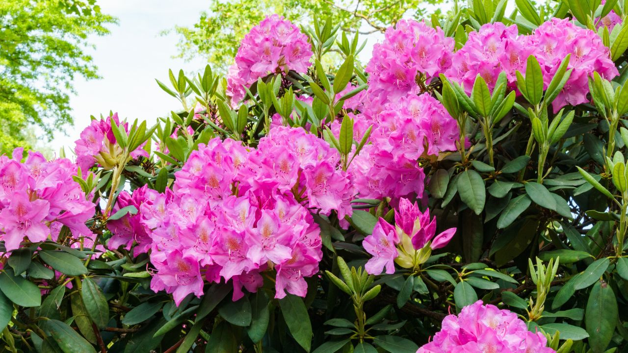 Bright pink Rhododendron Azalea flowers close-up. Luxury inflorescences of rhododendron in Public landscape city park 'Krasnodar' or 'Galitsky'. Ornamental Rhododendron with beautiful pink flowers
