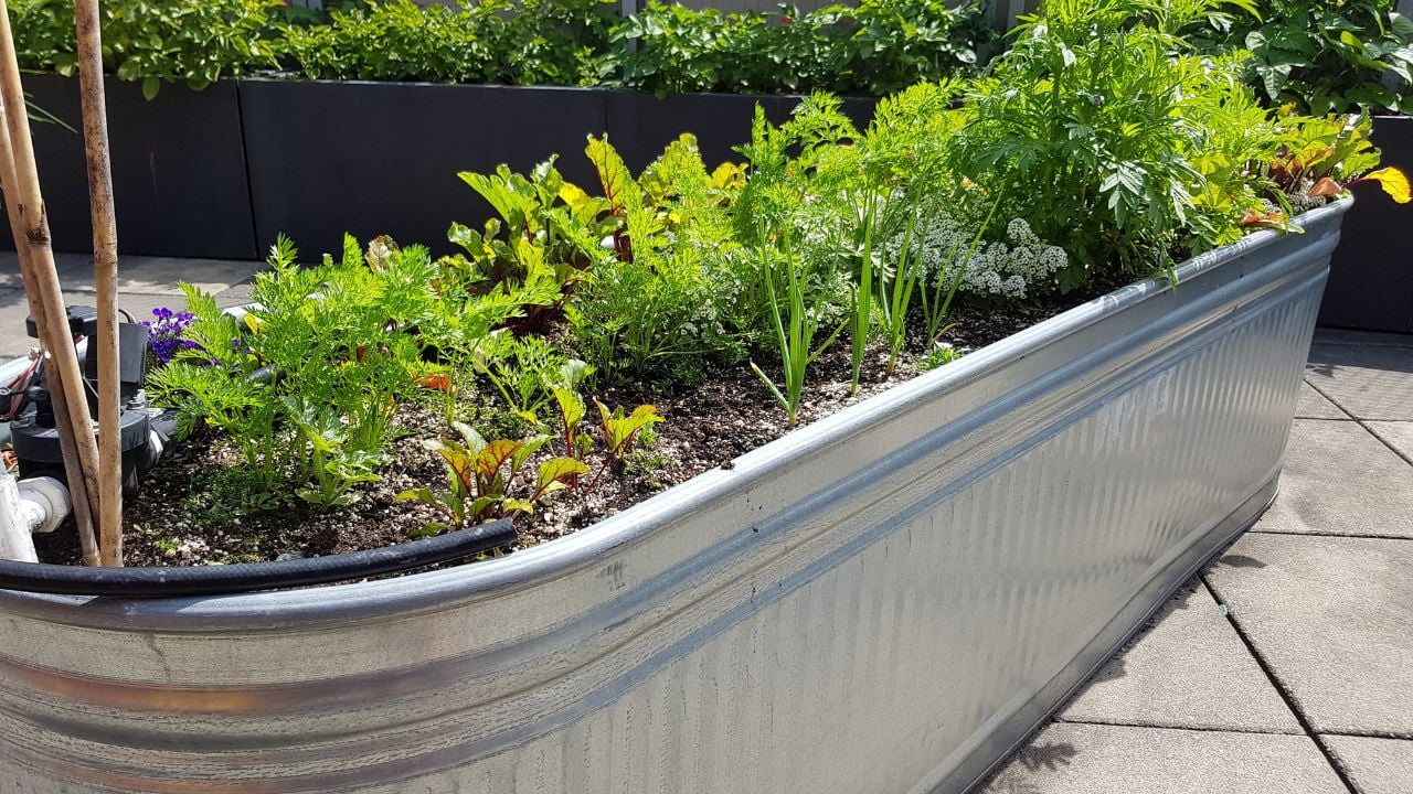 A horse trough being used as a creative outdoor planter in a rooftop garden.