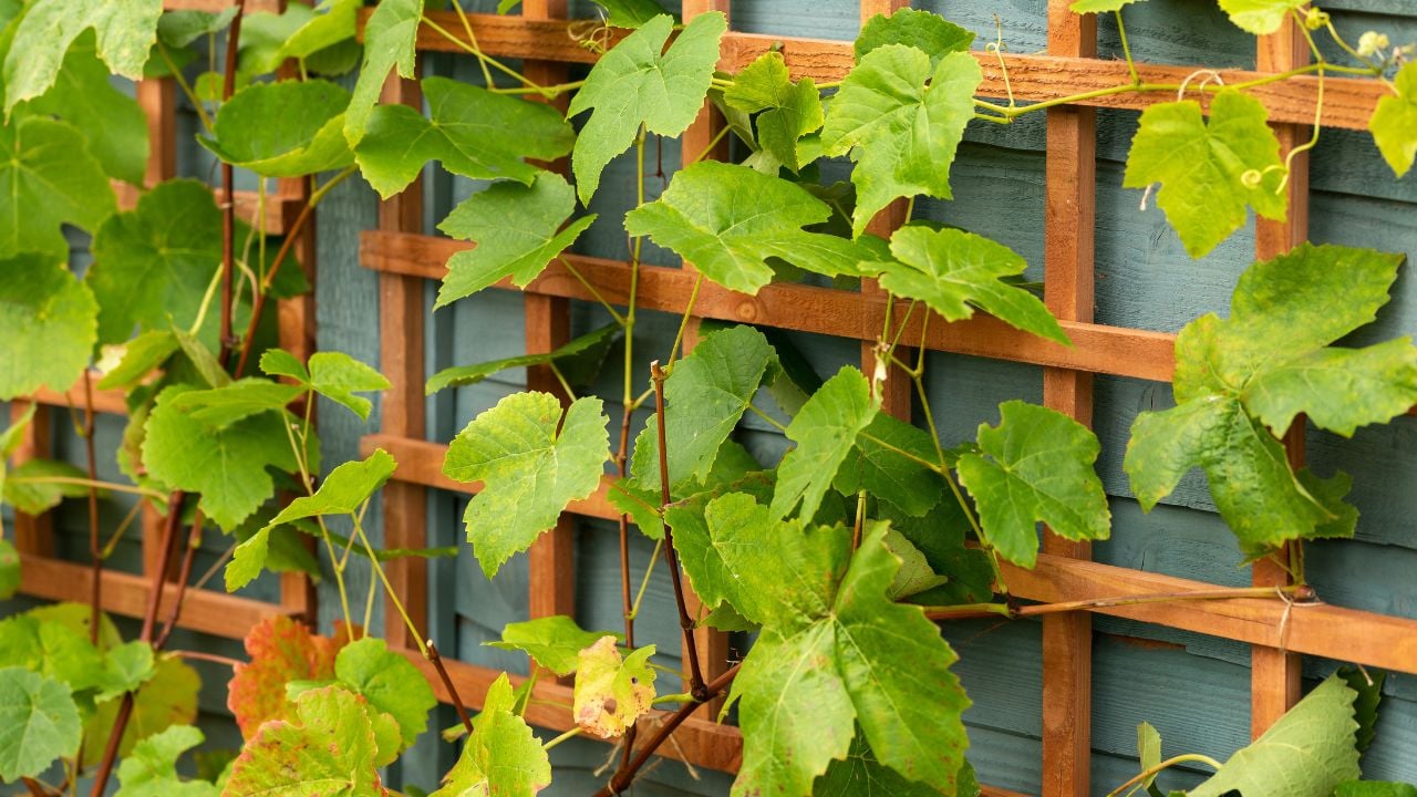 young Grape vines on a wooden trellis structure in garden