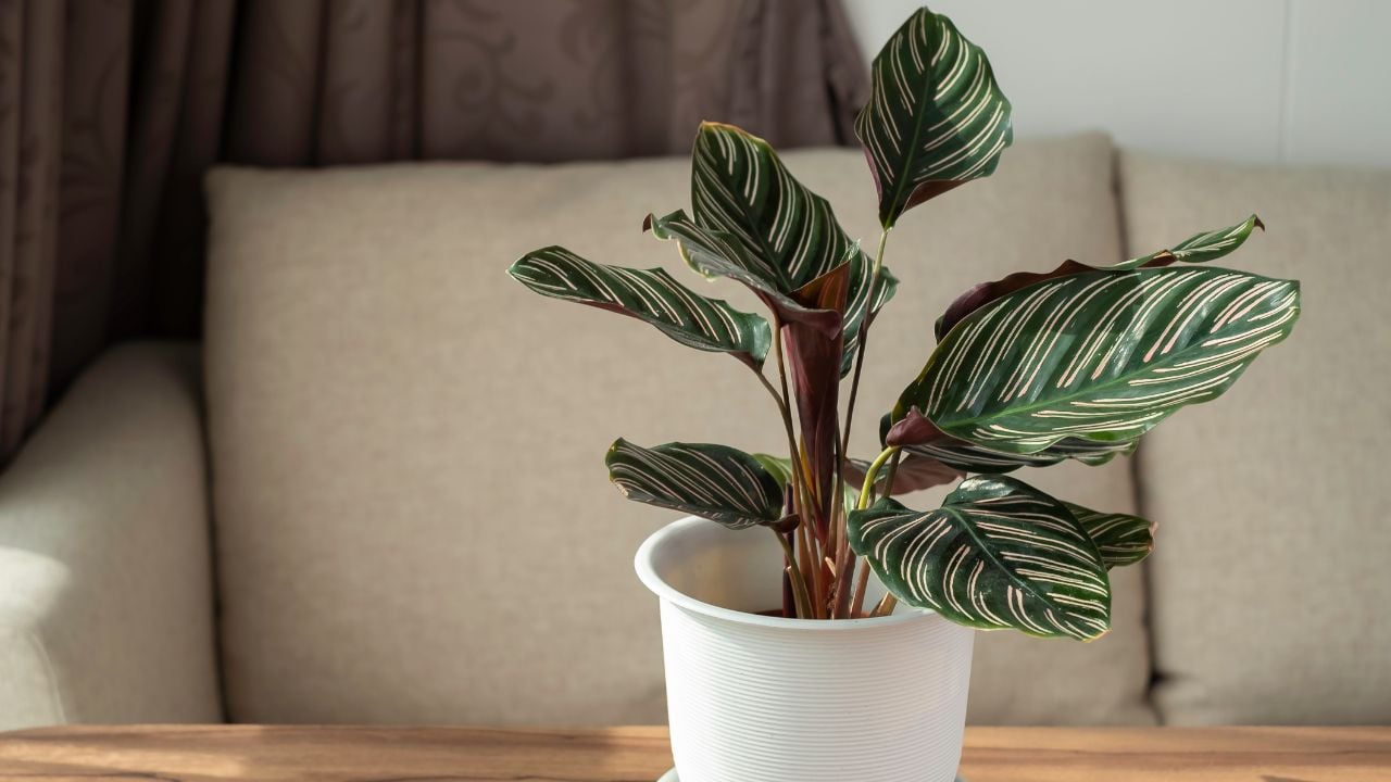 Pinstripe plant (Calathea ornata)