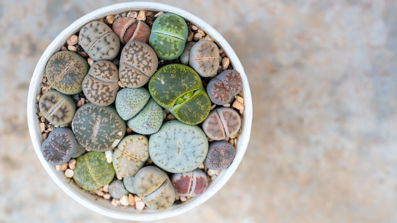 Pebble plants (Lithops)