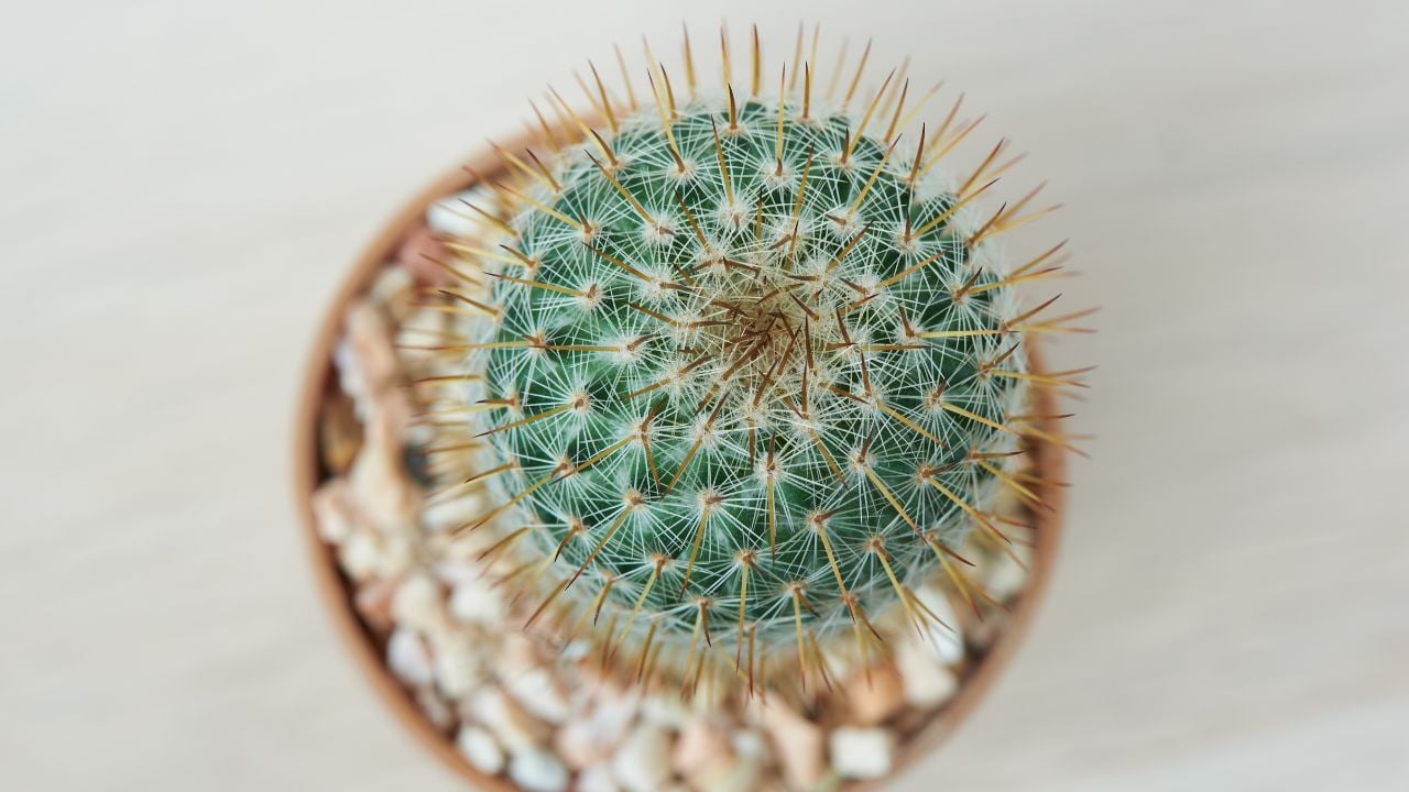 Pincushion cactus (Mammillaria)