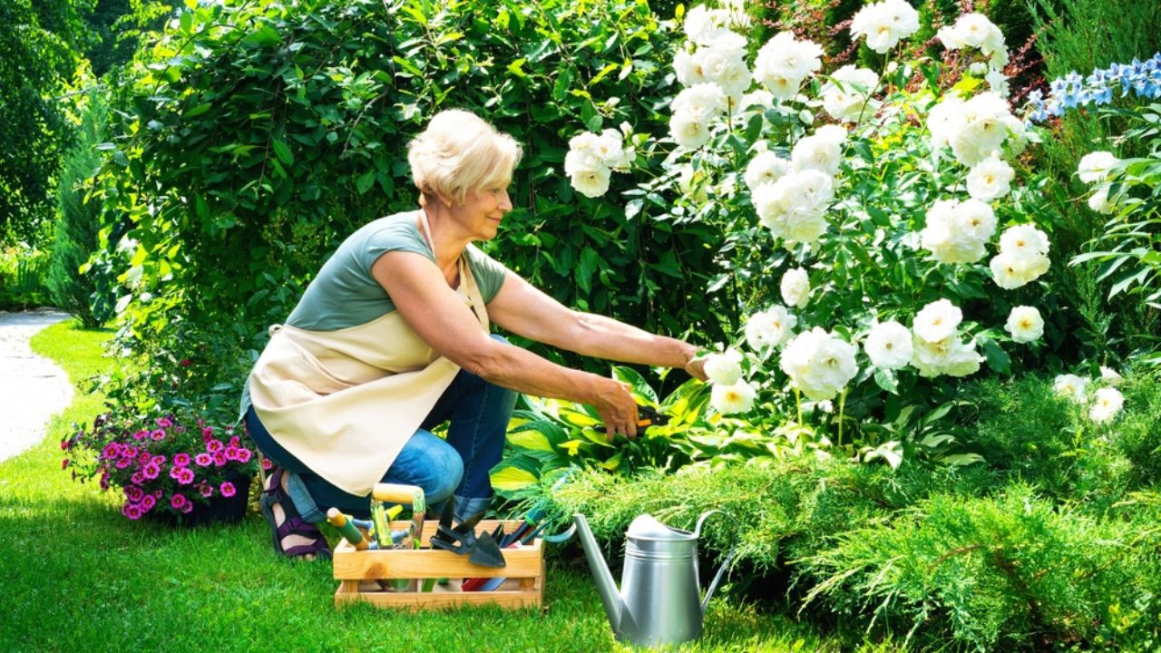 senior woman working in her garden with flowers and tools