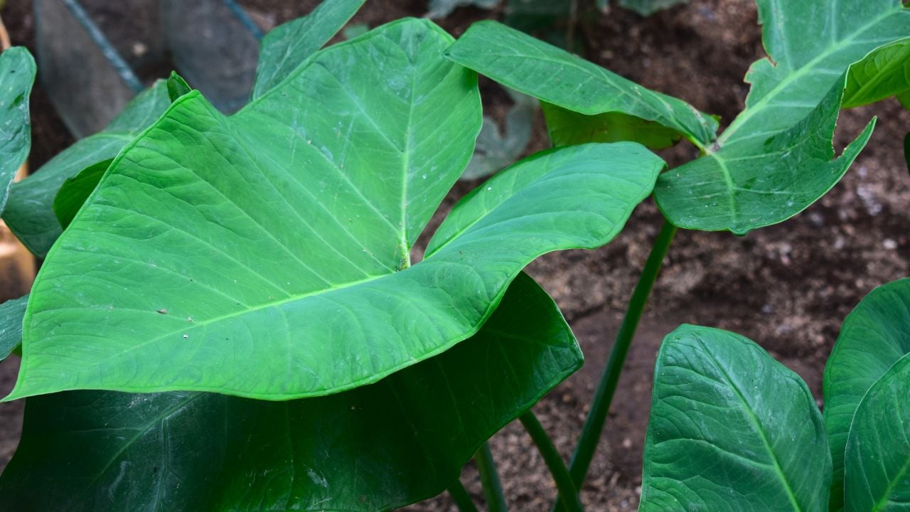 Xanthosoma sagittifolium, the arrowleaf elephant ear or arrowleaf elephant's ear, is a species of tropical flowering plant in the genus Xanthosoma, which produces an edible, starchy corm.
