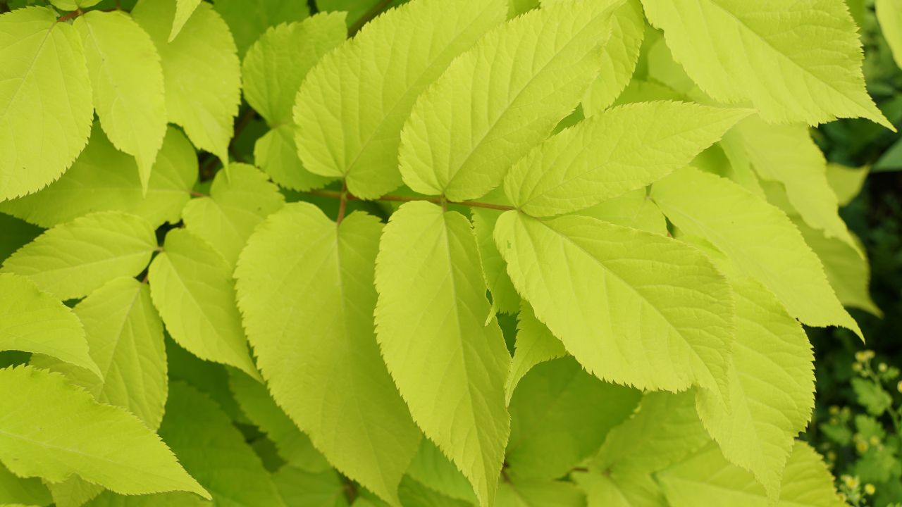 Sun king Japanese spikenard