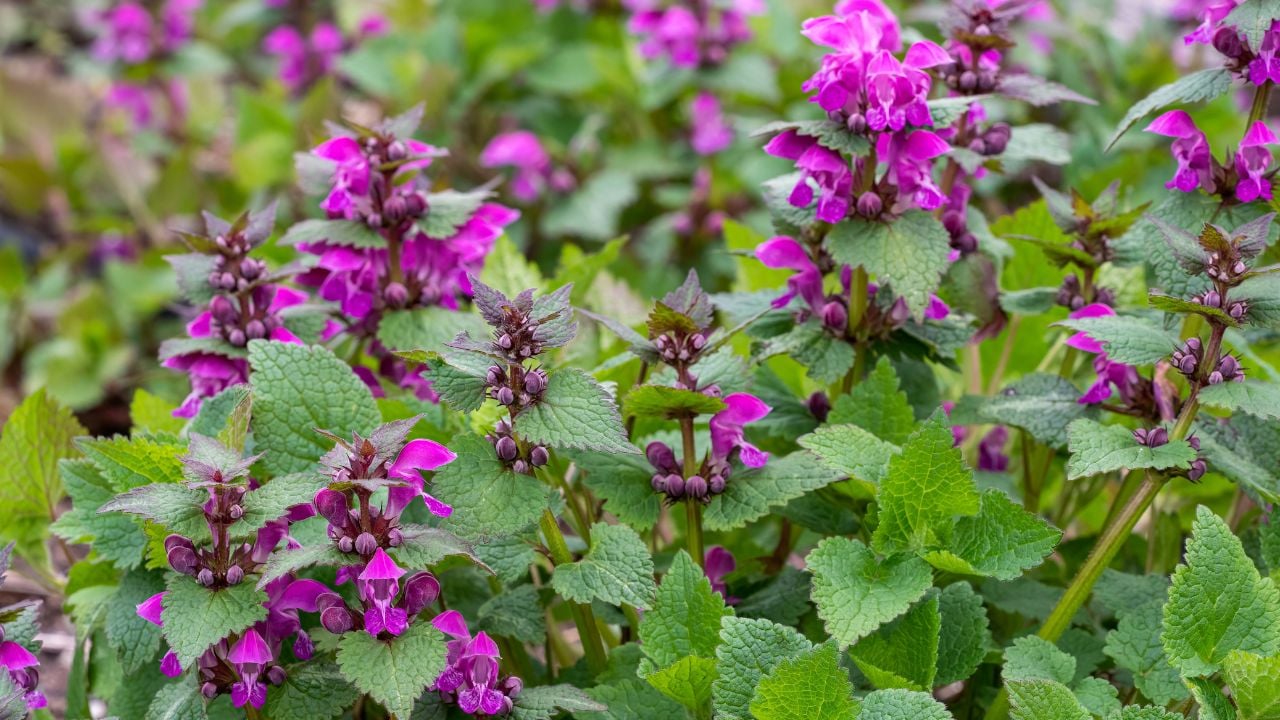 Spotted deadnettle (Lamium maculatum)