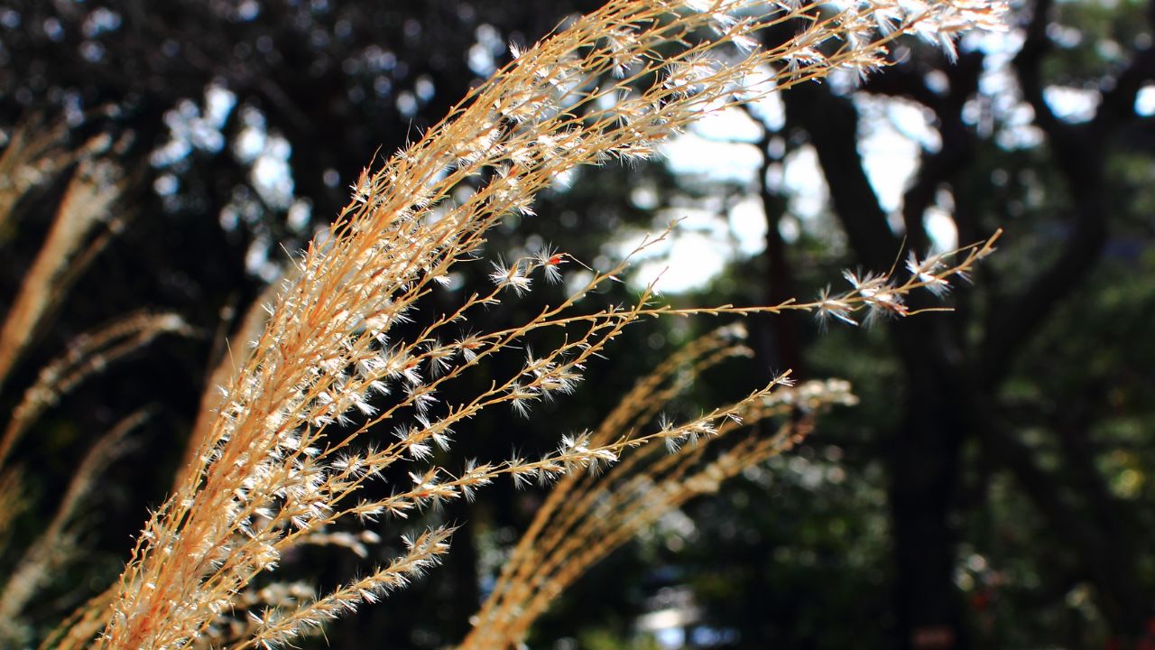 Miscanthus sinensis