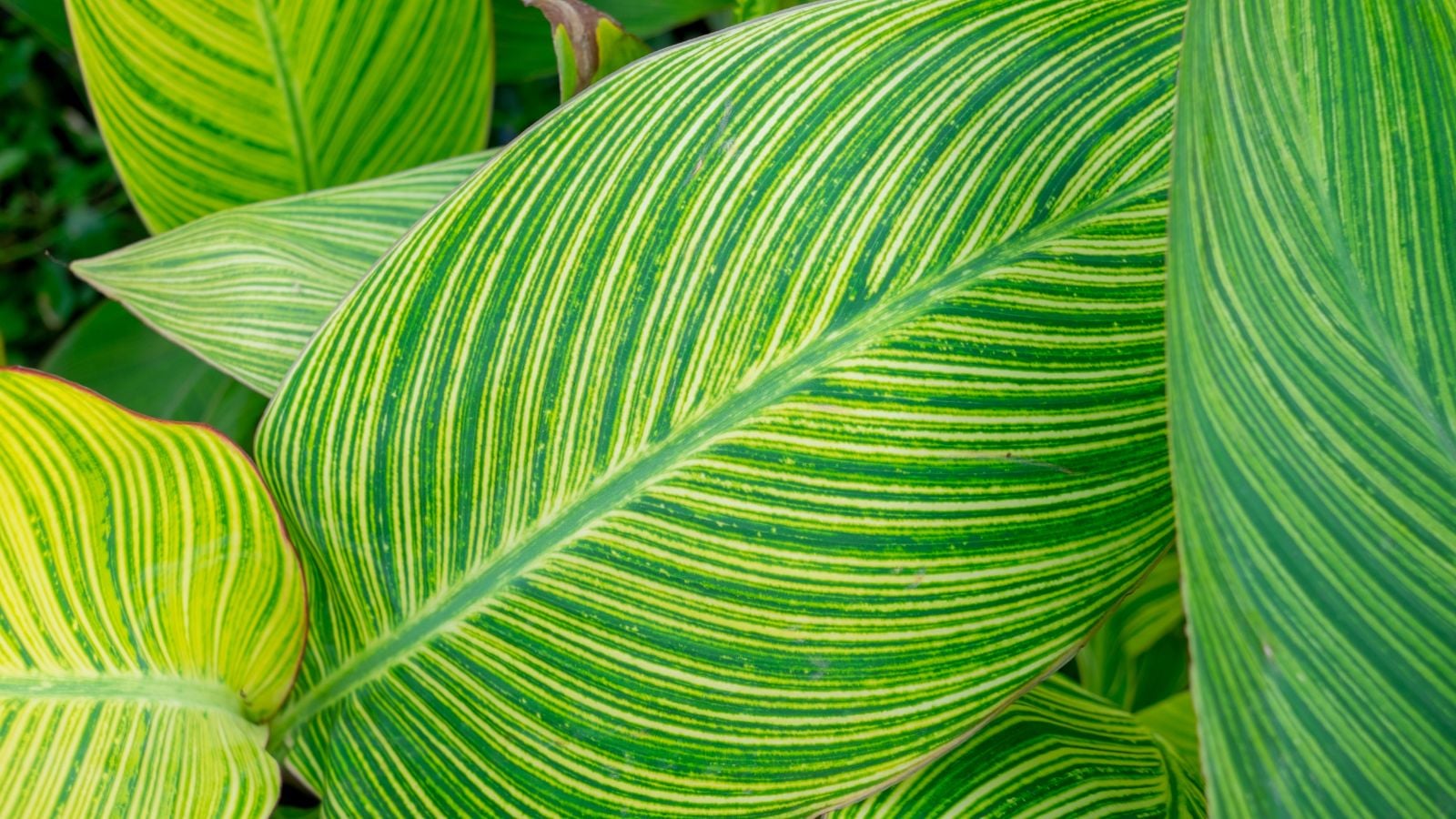 Variegated Canna leaves. 