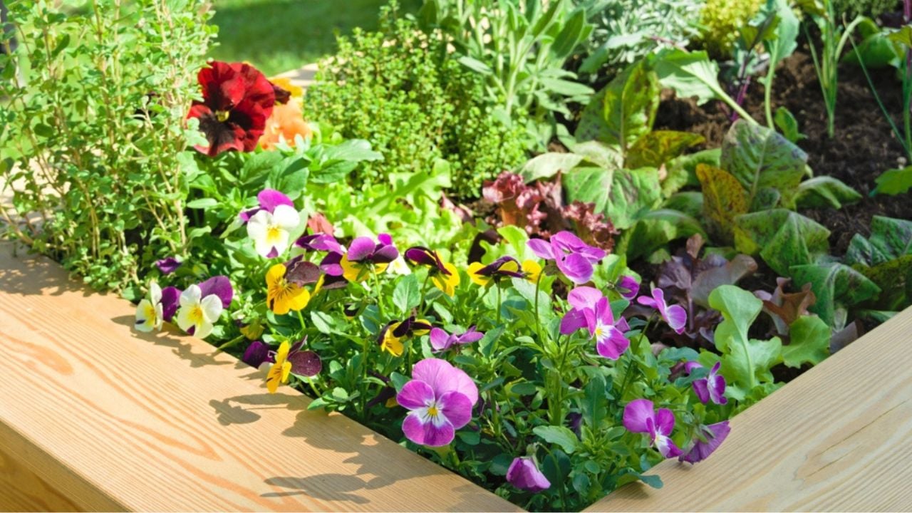 Vegetables, herbs and flowers in a raised wooden bed