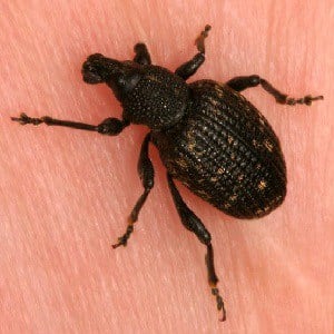 Vine weevil