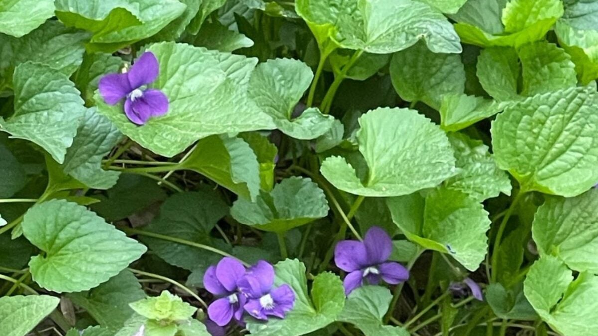 Viola sororia - common violet flowers.