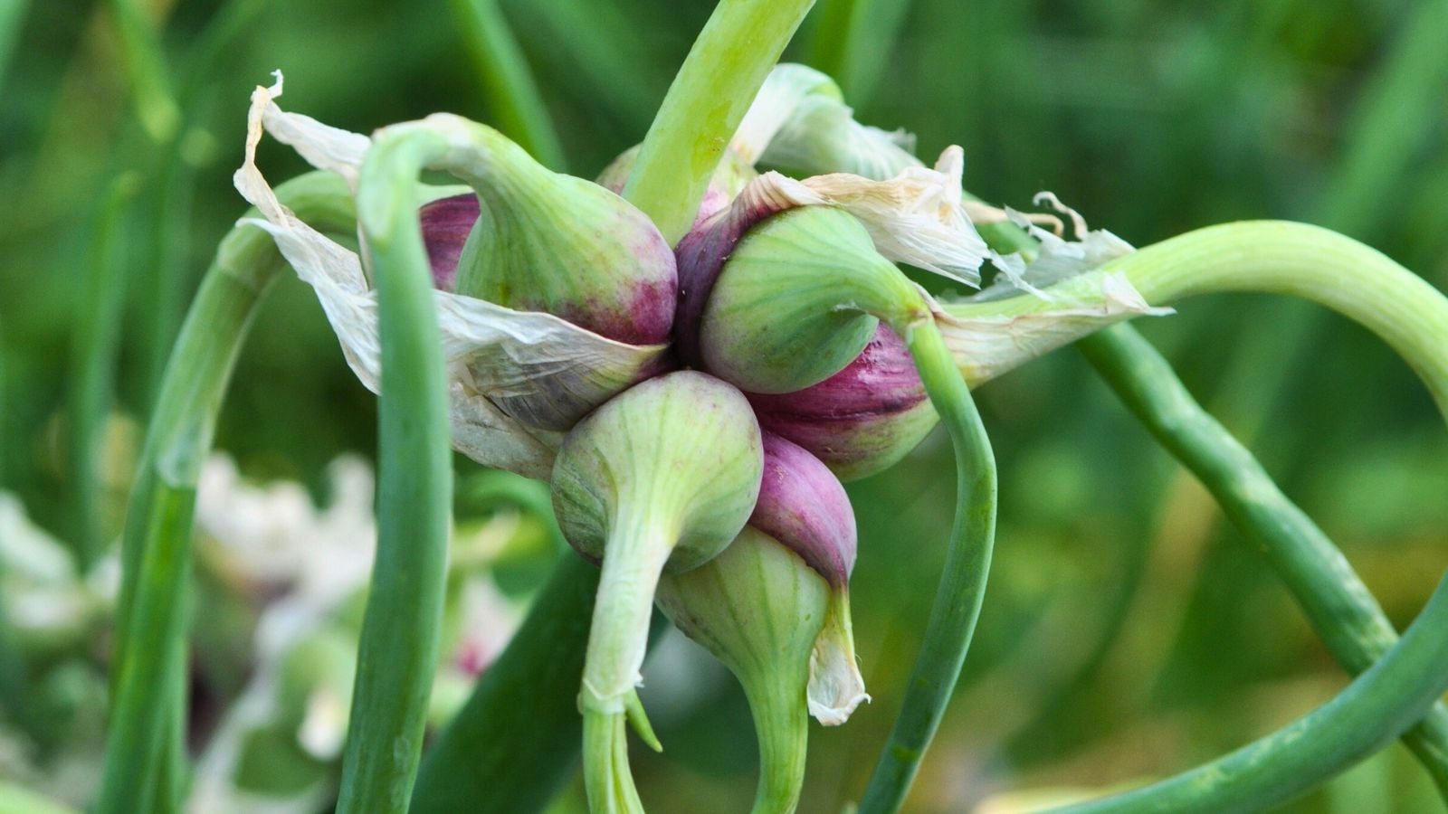 Walking onions.