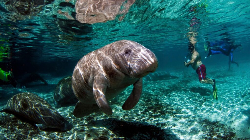 West India Manatee