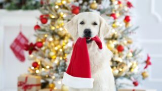 a dog sits in front of a Christmas tree holding a Santa hat in its mouth