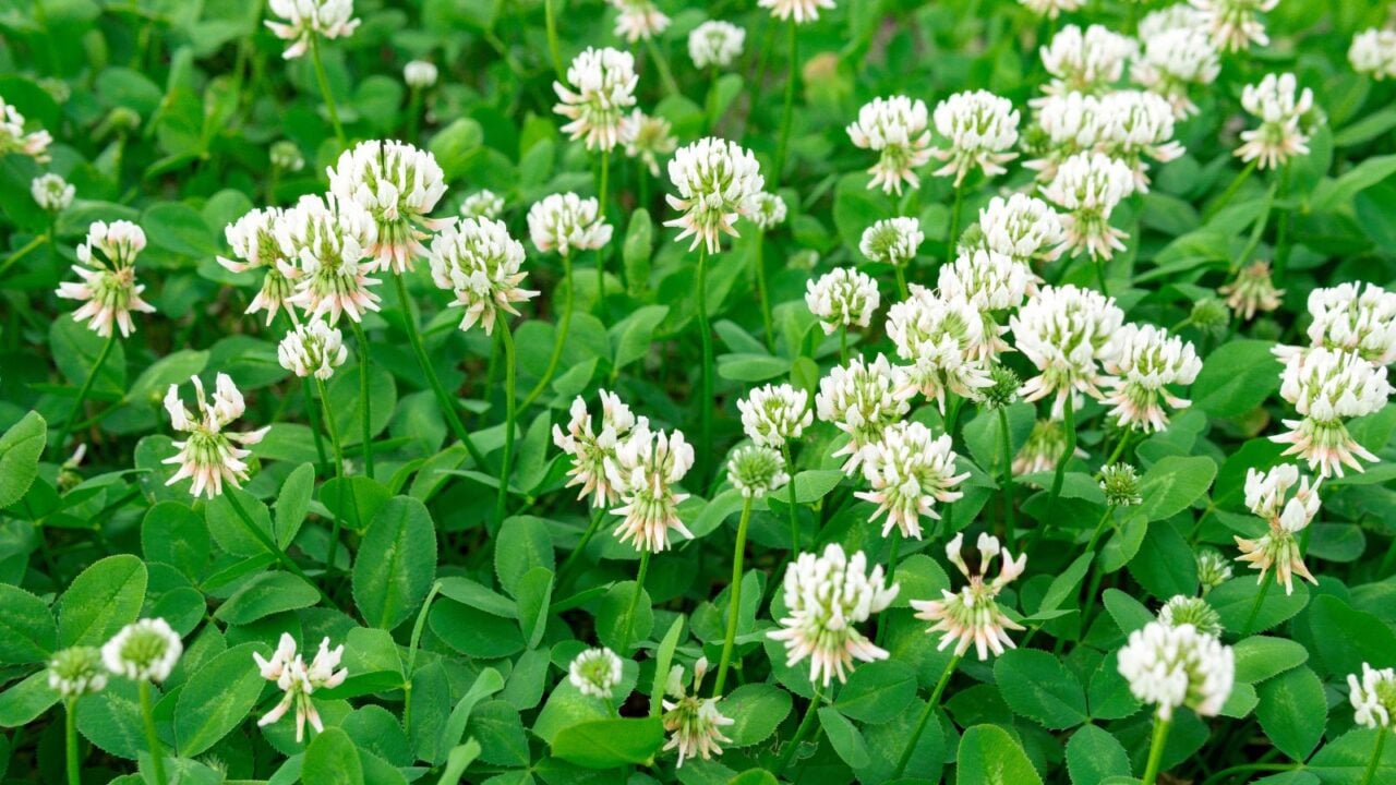 Blooming white clover.