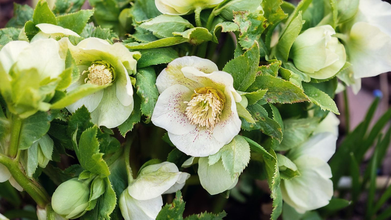 white hellebore flowers.