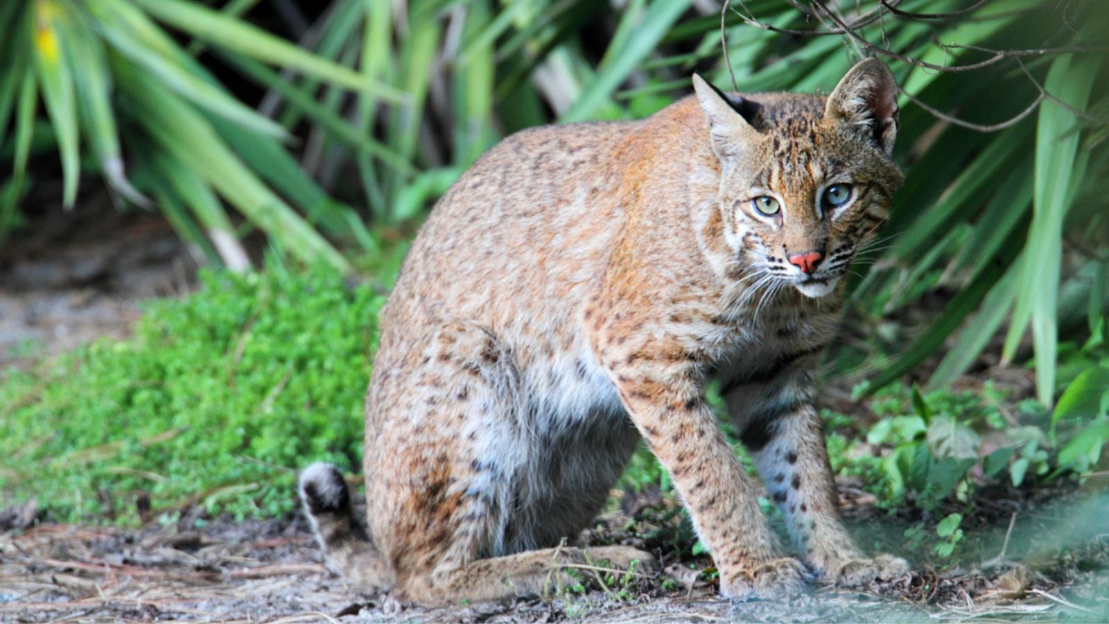 Wild Bobcat (Lynx rufus)