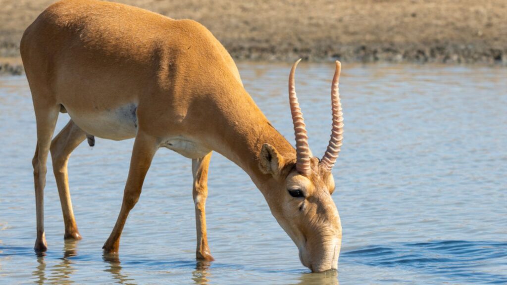 Wild male Saiga antelope or Saiga tatarica in steppe