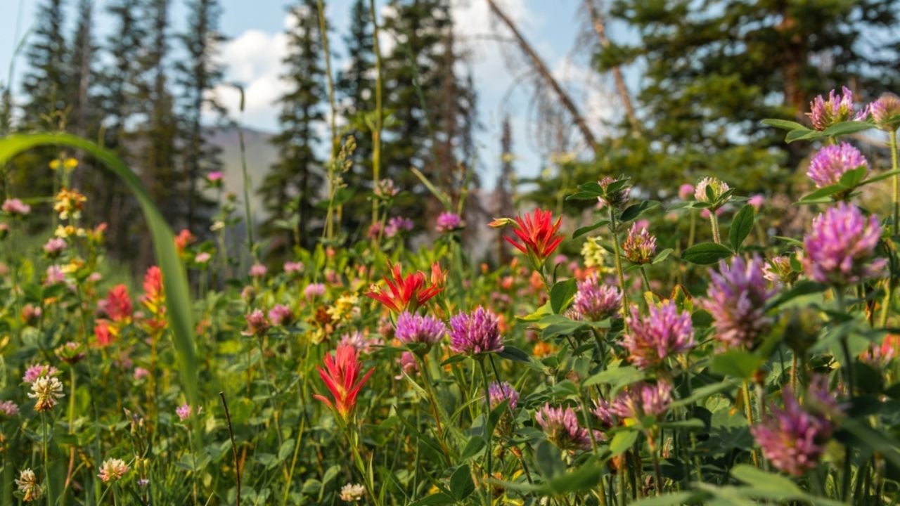 Wildflowers seen in northern Canada, Banff National Park during summer time with lush, greenery in healthy wild wilderness forest.
