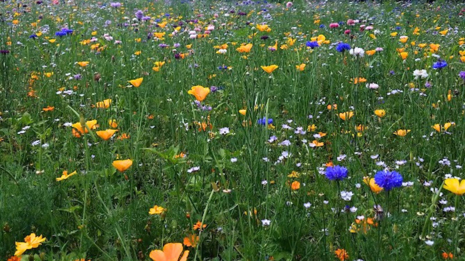colorful wildflowers. 
