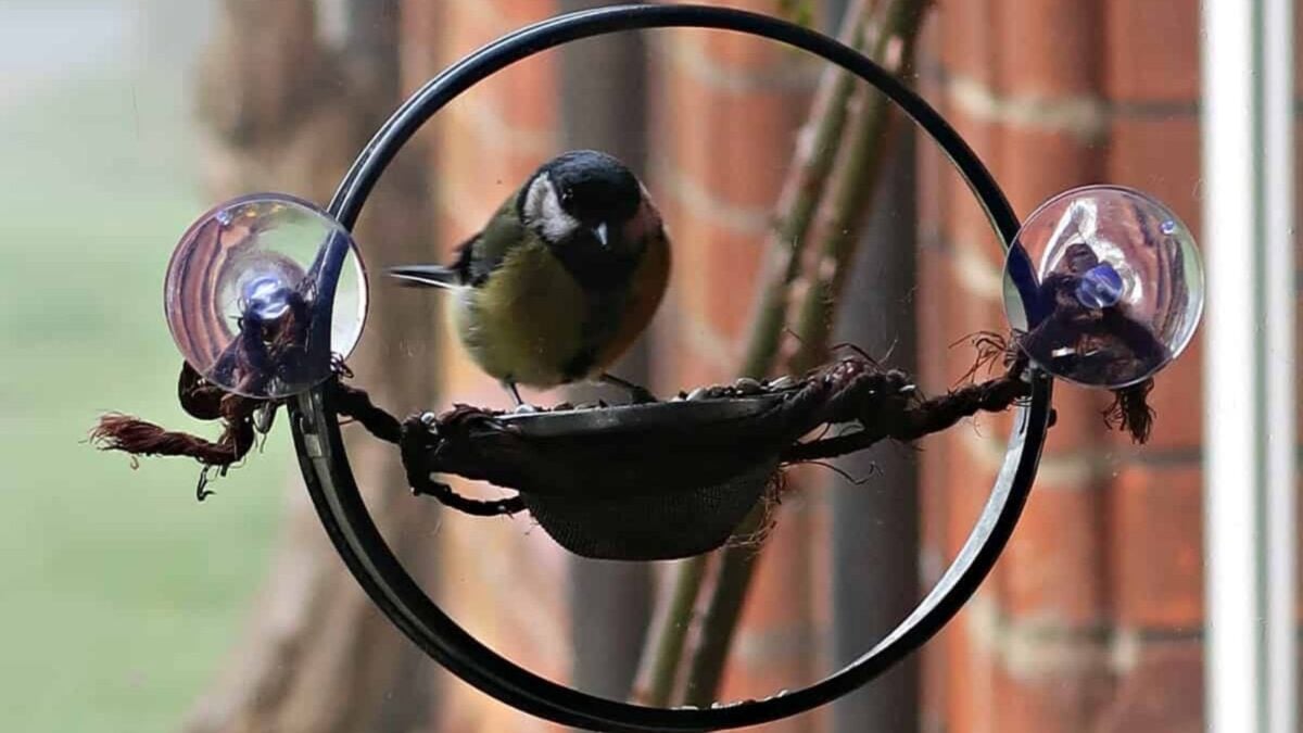 window bird feeder.