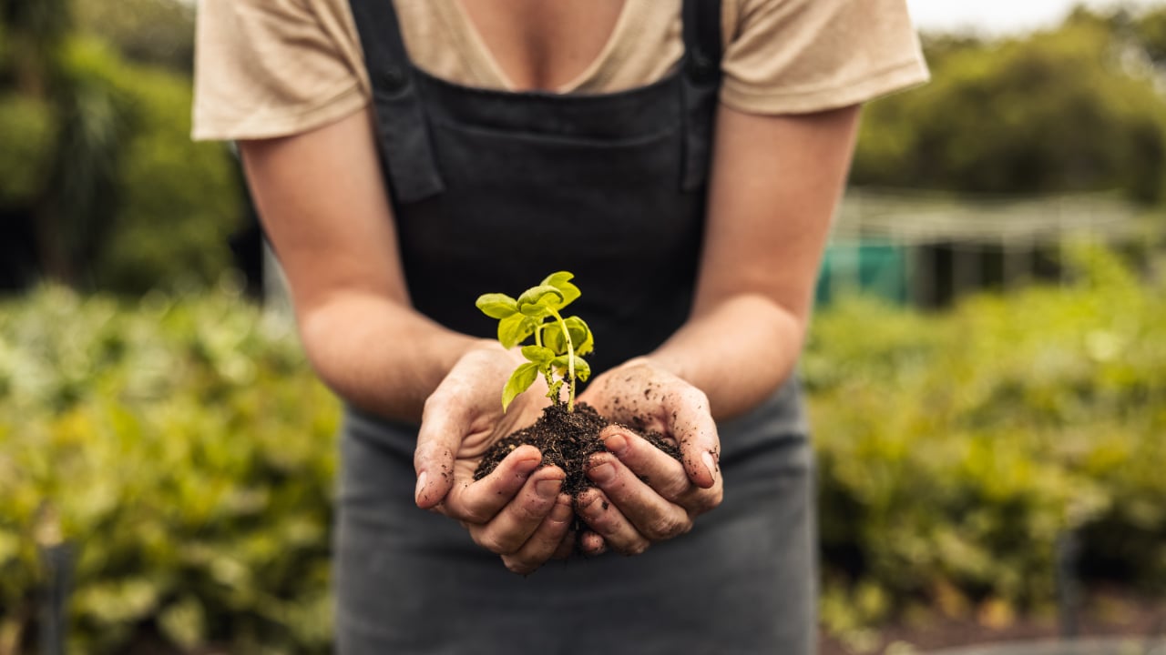 Unrecognizable woman holding a green seedling growing in soil. Anonymous female organic farmer protecting a young plant in her garden. Sustainable female farmer planting a sapling on her farm.