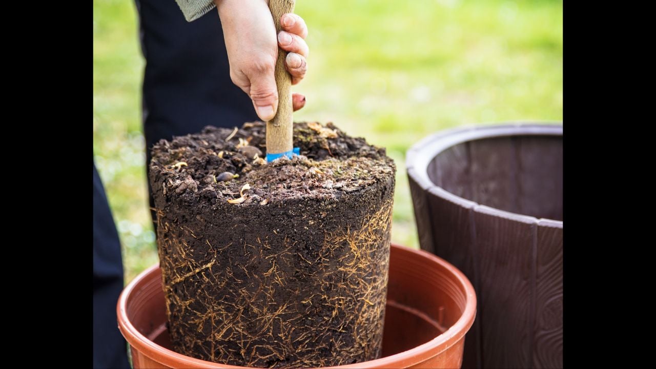 woman is repotting a young lemon tree in a bigger pot.
