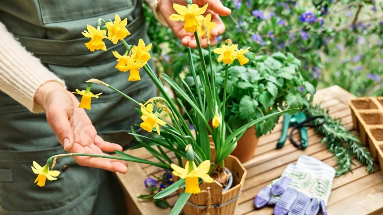 Woman's hands cutting yellow daffodil in the pot on wooden table in blooming spring garden.