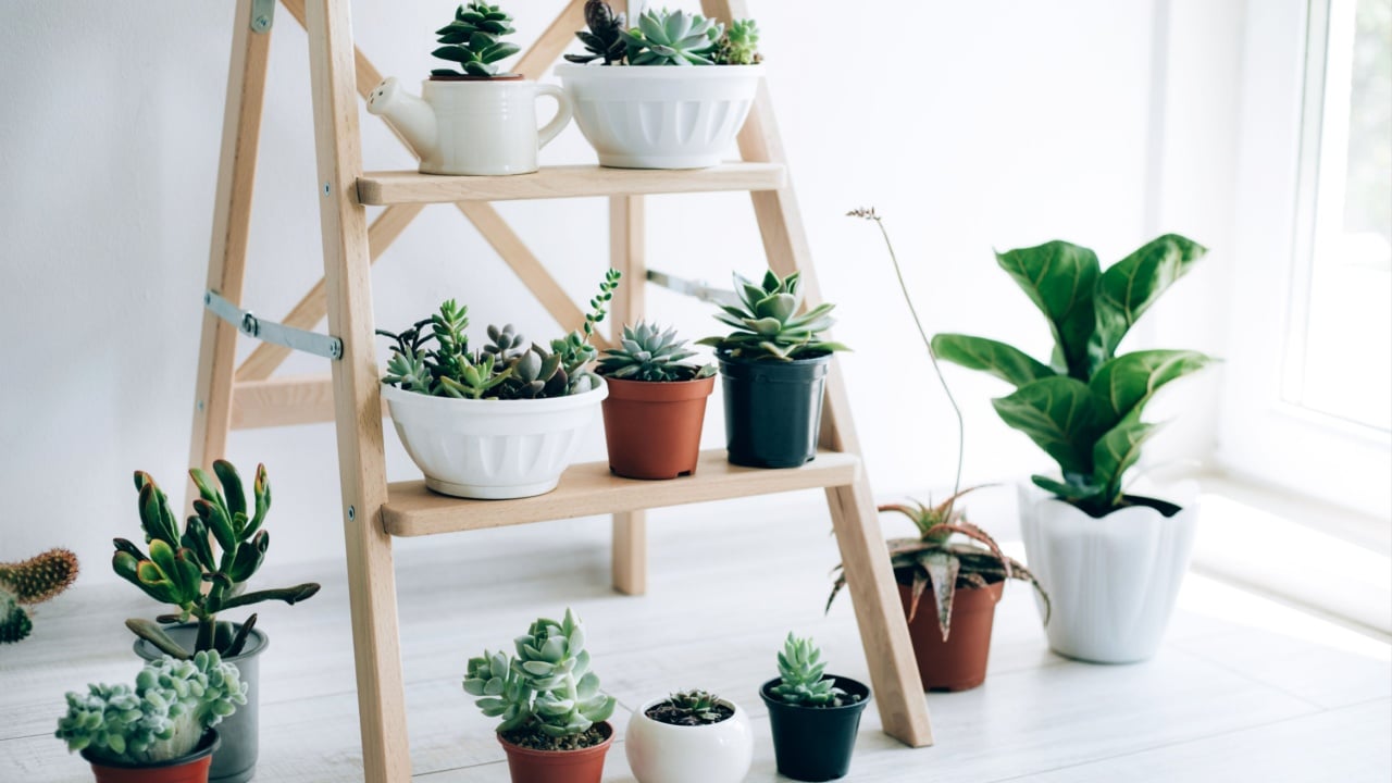 Wooden folding ladder used as shelves for plants in natural dining room interior with white walls.
